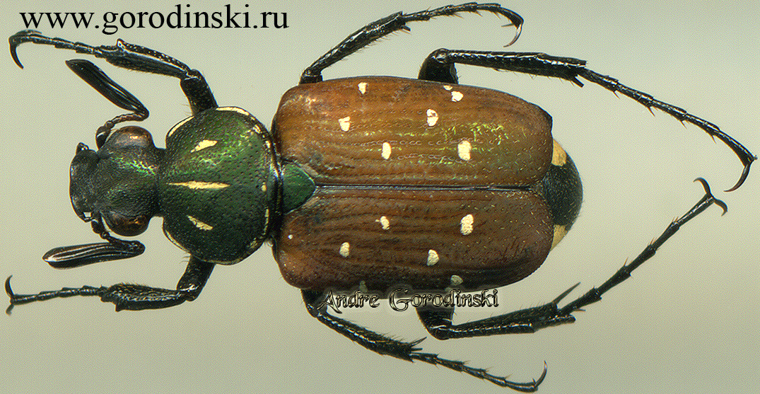 http://www.gorodinski.ru/cetoniidae/Paratrichius sp.4.jpg